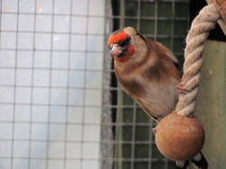 Keeping British Birds