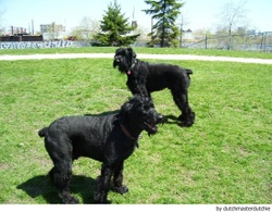 Schnauzer gigante, inteligente y cariñoso