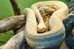 Do Pet Snakes Have to Eat Live Food? Expert Advice