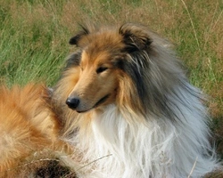 Collie Scozzese: differenza fra lo Smooth Collie e il Rough Collie