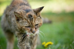 Poppy, la gata más longeva del mundo