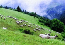 Roční modelový zdravotní program stáda ovcí