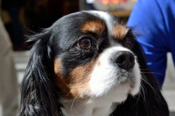 Cavalier King Charles spaniel hereditary health and longevity