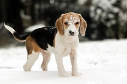 7 ways to make winter better for your dog