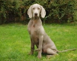 Il Weimaraner, le particolarità di una razza affascinante