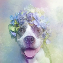 Flower Power, Pit Bulls of the Revolution