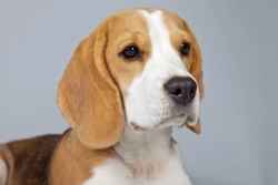 Some tips on training your Beagle