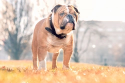 Why is the English bulldog such a popular and universally-loved British dog?