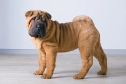 Lip fold dermatitis in the Shar Pei