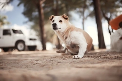 Artritis en perros: qué es, cuáles son los síntomas y cómo tratarla