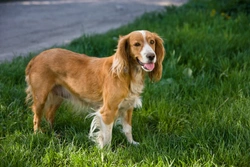 Hypokalaemia or low potassium levels in dogs