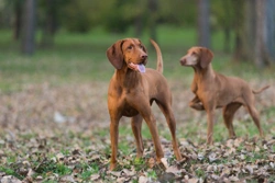 Should unspayed female dogs be kept apart when they are in season?