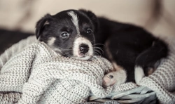 Your First Week with a Puppy: Essential Steps for New Owners