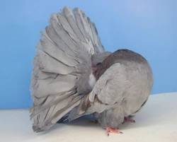 Oblíbené modifikace zbarvení holubů v České republice