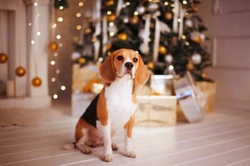 How to keep your dog safe on Christmas day