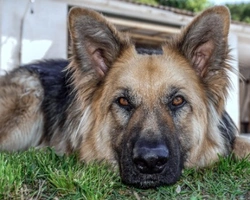 Displasia canina: come evitare che il proprio cucciolo si ammali