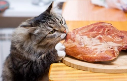The Importance of Taurine in a Cat's Diet
