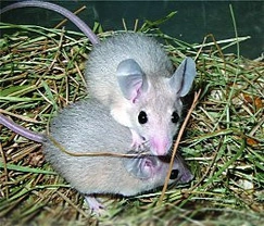 Chov bodlinatých myší