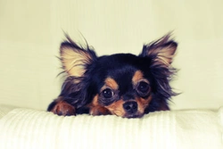 Five ways to ensure that your Chihuahua is safe and comfortable at home