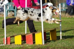 Working trials - Canine competition