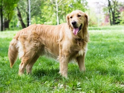 Five Universal Personality Traits of the Golden Retriever