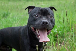 5 Common Misconceptions About Popular Dog Breeds