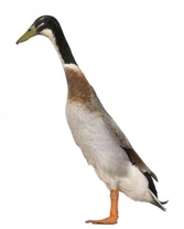 A Brief Look at Delightful Indian Runner Ducks