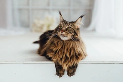How Cats Catch Feline Coronavirus: UK 2025 Guide