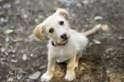 A Few Myths about Rescue Dogs Debunked