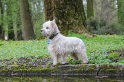 Cairn Terrier or Westie, what's the difference between the two breeds?