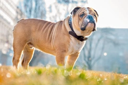 Seven top tips for reducing flatulence in dogs