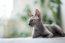 Cinco problemas comunes de piel en gatos y cómo identificarlos