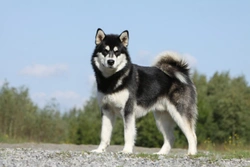 Alaskan Malamute Polyneuropathy (AMPN) testing and heredity