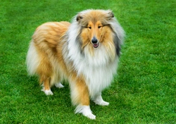 Nasal solar dermatitis (Collie Nose) in the rough collie