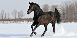 Ta hand om hästens hovar i vinter