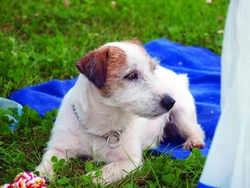 Jack Russell teriér a sportovní aktivita