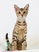 Most Expensive Cat Breeds: Luxurious Felines