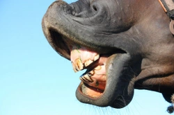 Does Your Horse Need Their Teeth Checking?