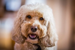 How to groom your Cockapoo the right way