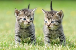 ¿Es mejor tener dos gatos que uno? Beneficios y consejos