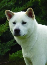 Kishu-inu