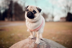 How common are eye problems in pugs, and what are the most common pug eye conditions?