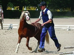 Šampionát hřebců Welsh Pony & Cob 2007