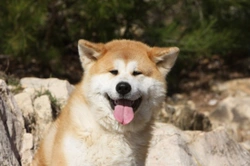 Living with Dogs and Skin Allergies: Care and Comfort Tips