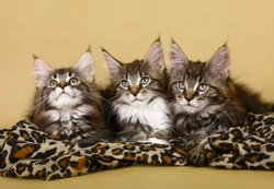 Choosing a Pedigree Kitten: Expert Tips for UK Buyers