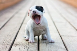 What to Expect From Your Puppy at 8 to 12 Weeks