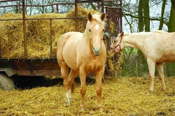 Horsemanship neboli přirozená komunikace