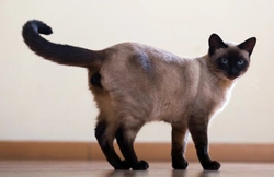 Ten Cat Breeds with Siamese Pattern Coats