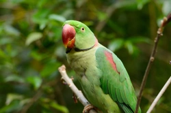 Alexandrine Parakeet