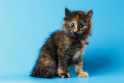 Seven interesting facts about tortoiseshell and calico cats